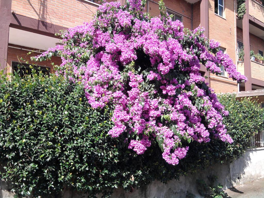 Bed and breakfast Bouganville Roma